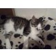 Hauskätzchen - Katze