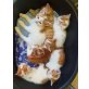 Hauskätzchen - Katze