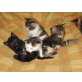 Hauskätzchen - Katze