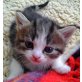 Hauskätzchen (Katzen & Kater), Katzenkinder suchen liebevolles Zuhause!!! - Katze