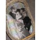 Hauskätzchen / Katzenbaby / Katze - Kater