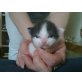 Hauskater - Kater