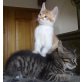 Hauskaterchen Seppi, Europäische Hauskatze - Kater