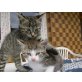 Hauskatze /  Angora - Kater
