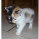 Hauskatze-BKH - Katze
