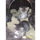 Hauskatze , Europäische Kurzhaarkatze - Katze