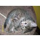 Hauskatze, Europäische Kurzhaarkatze - Katze