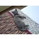 Hauskatze -Kartäuser - Kater