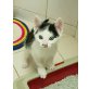 Hauskatze - Kater