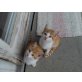 Hauskatze - Kater