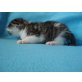 Hauskatze - Kater