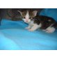 Hauskatze - Kater
