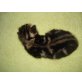 Hauskatze - Kater
