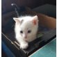 Hauskatze - Kater