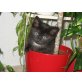 Hauskatze/ - Kater