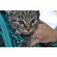Hauskatze - Kater