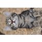 Hauskatze - Kater