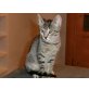 Hauskatze - Kater