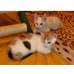 Hauskatze - Kater