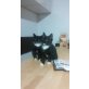 Hauskatze - Kater