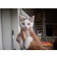 Hauskatze - Kater