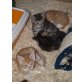Hauskatze - Kater