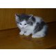 Hauskatze - Kater