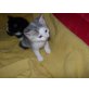 Hauskatze - Kater