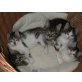 Hauskatze - Kater