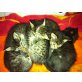 Hauskatze - Kater