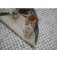 Hauskatze - Kater