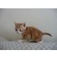 Hauskatze - Kater