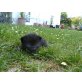 Hauskatze - Kater