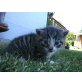 Hauskatze - Kater