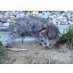 Hauskatze - Kater