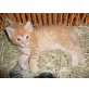 Hauskatze - Kater