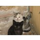 Hauskatze - Kater