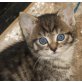 Hauskatze - Kater