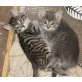 Hauskatze - Kater