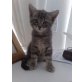 ***, Hauskatze - Kater