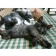 Hauskatze - Kater