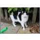 Hauskatze - Kater