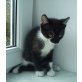 Hauskatze - Kater