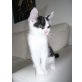 Hauskatze - Kater