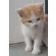 Hauskatze - Kater