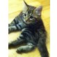 Hauskatze - Kater