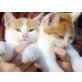 Hauskatze - Kater