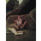 Hauskatze - Kater