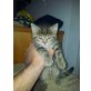 Hauskatze - Kater