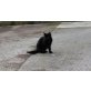 Hauskatze - Kater